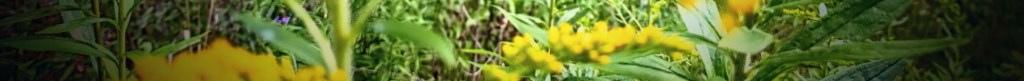 Yellow goldenrod flowers with green leaves in a natural outdoor setting