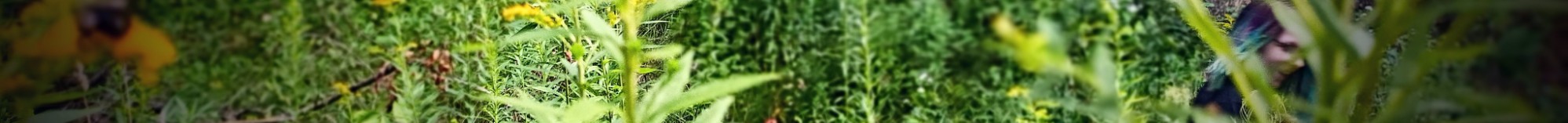 A person passing among dense green plants and foliage, visible through tall grass and flowers in an outdoor natural setting